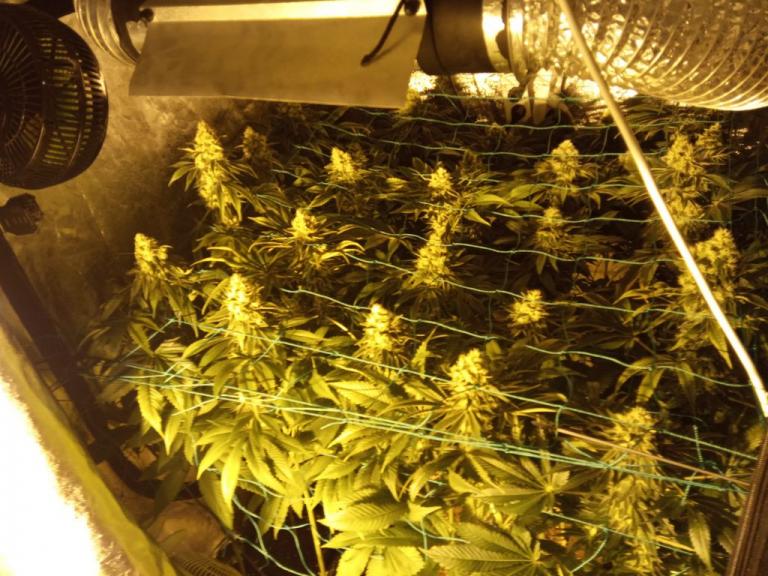 Κρήτη : Συνελήφθη 35χρονος -Είχε εργαστήριο υδροπονικής κάνναβης στο σπίτι του