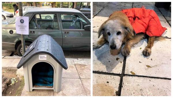 Σπιτάκι για γέρικη αδέσποτη σκυλίτσα στην Κυψέλη από τον Δήμο Αθηναίων