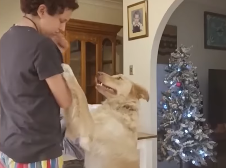Σκύλος βοηθά γυναίκα με αυτισμό σε κρίση