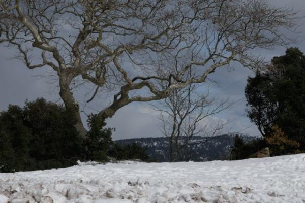 Καιρός : Δείτε πού χιονίζει τώρα – Λευκά τοπία από όλη την Ελλάδα