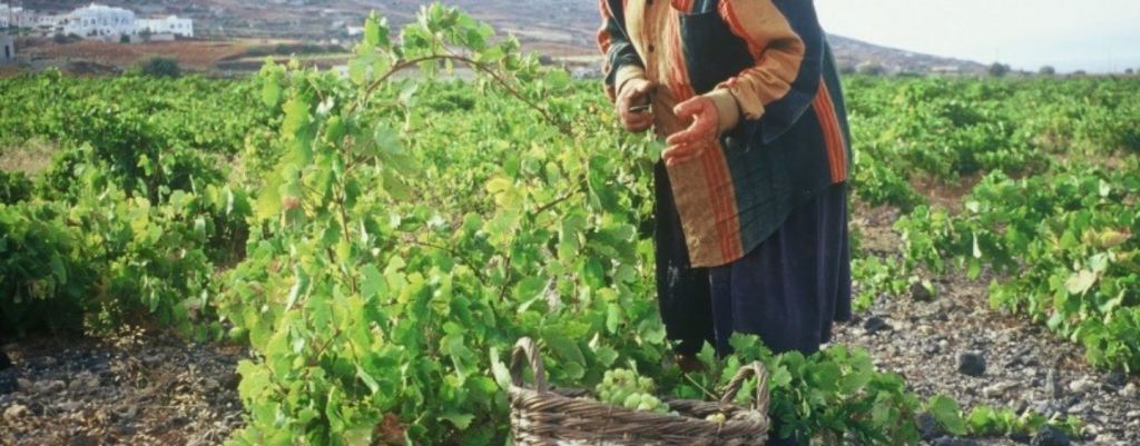 Ηρθε η ώρα για τους έλληνες αγρότες να πάρουν κρίσιμες αποφάσεις