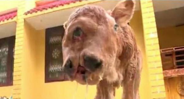 Απίστευτο: Γεννήθηκε μοσχαράκι με δύο κεφάλια