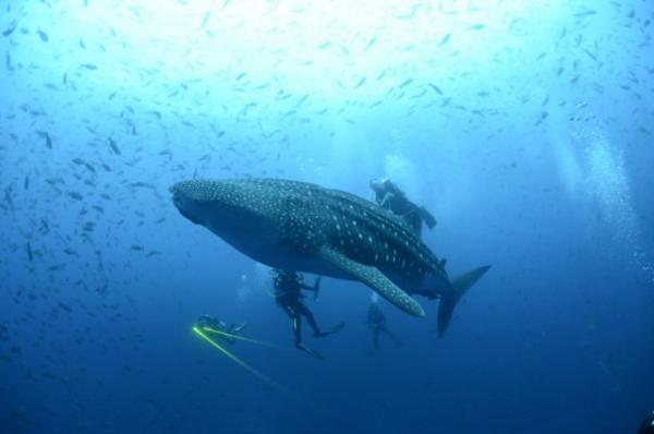 Ο απίστευτος τρόπος με τον οποίο σώθηκε από επίθεση καρχαρία