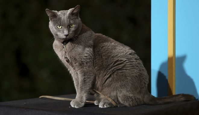 Μια γάτα για υποψήφια… δημοτική σύμβουλος
