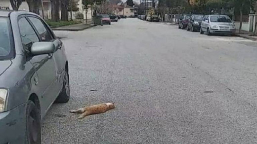Κτηνωδία στα Τρίκαλα: Άγνωστοι δηλητηρίασαν δεκάδες γάτες