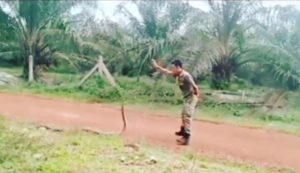 Ανατριχιαστικό! Άνδρας πιάνει βασιλική κόμπρα με γυμνά χέρια