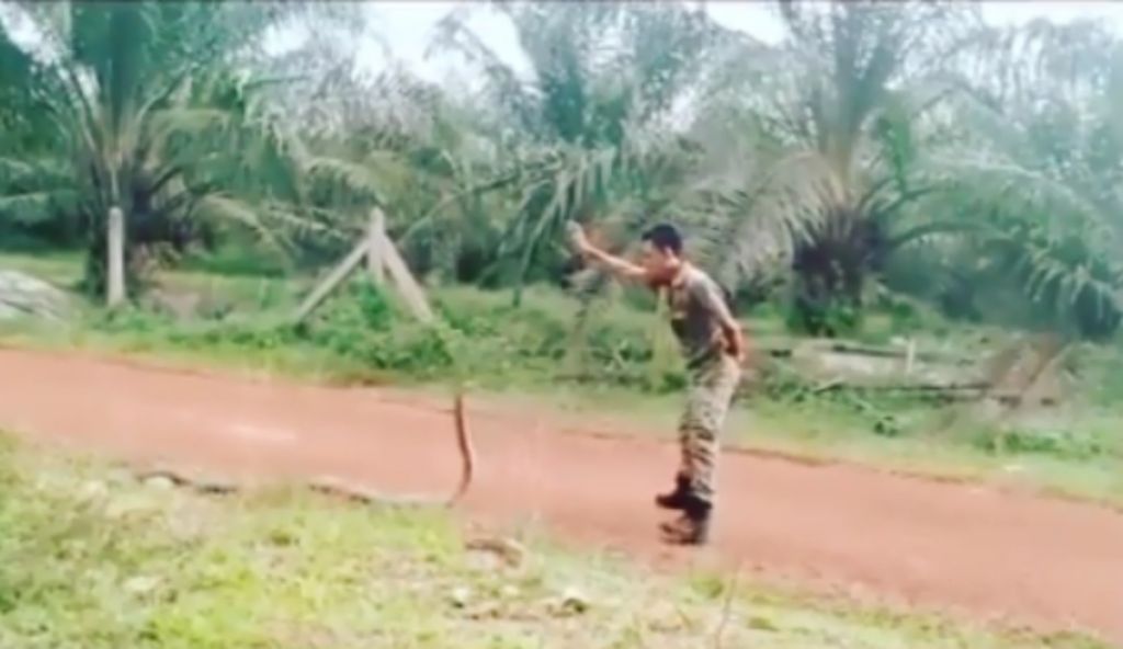 Ανατριχιαστικό! Άνδρας πιάνει βασιλική κόμπρα με γυμνά χέρια