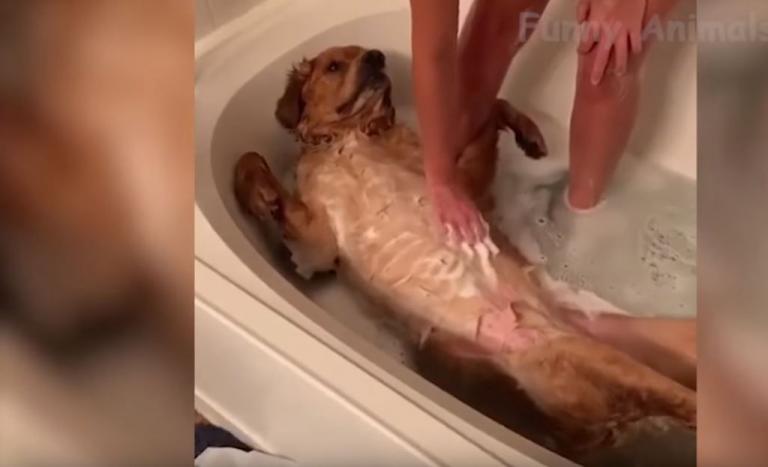 Εκπληκτικό βίντεο με τα μικρά τετράποδα σε απίστευτες σκηνές