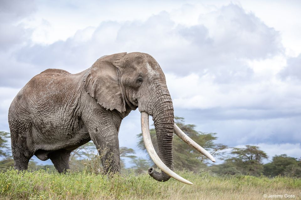 Πέθανε ένας από τους τελευταίους ελέφαντες με τεράστιους χαυλιόδοντες