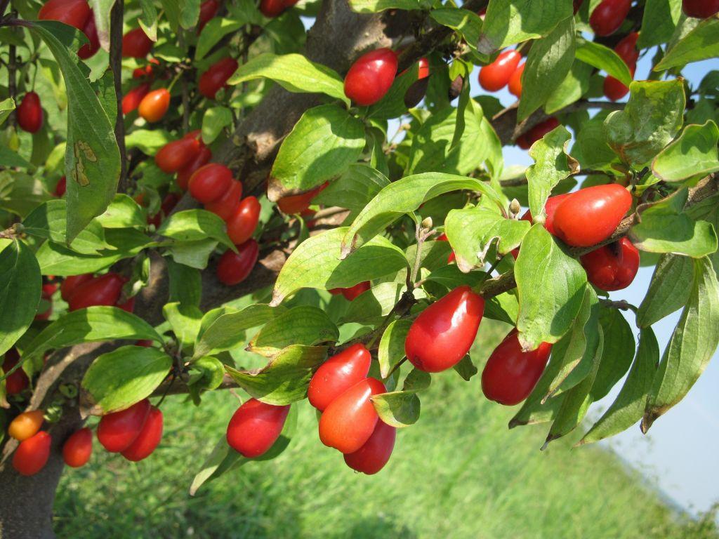 «Ξεχασμένα» ελληνικά φρούτα του δάσους με μεγάλη αντιοξειδωτική δράση