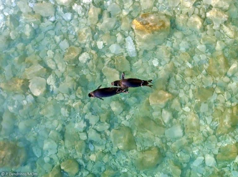 Επέστρεψαν στα νερά των Κυκλάδων οι φώκιες Λένα και Νικόλ