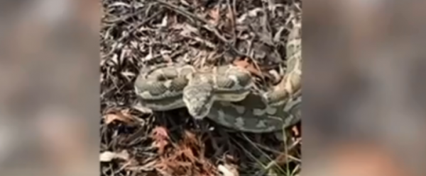 Πύθωνας-τέρας ορμάει στον εκπαιδευτή του που το τραβά βίντεο