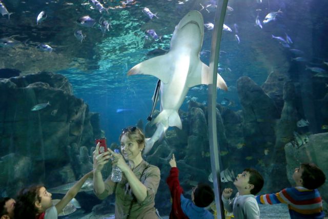 Η ελληνική οργάνωση που θέλει να βάλει τέλος στην εκμετάλλευση του… φτερού του καρχαρία