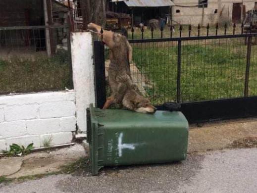 Θεσσαλονίκη : Λύκος εγκλωβίστηκε σε κάγκελα σπιτιού