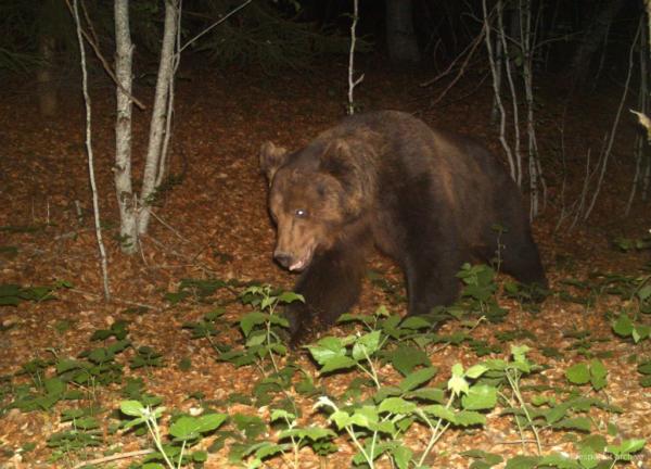 Πρέσπες : Αρκούδες και άλλα μεγάλα θηλαστικά… ποζάρουν σε κάμερες