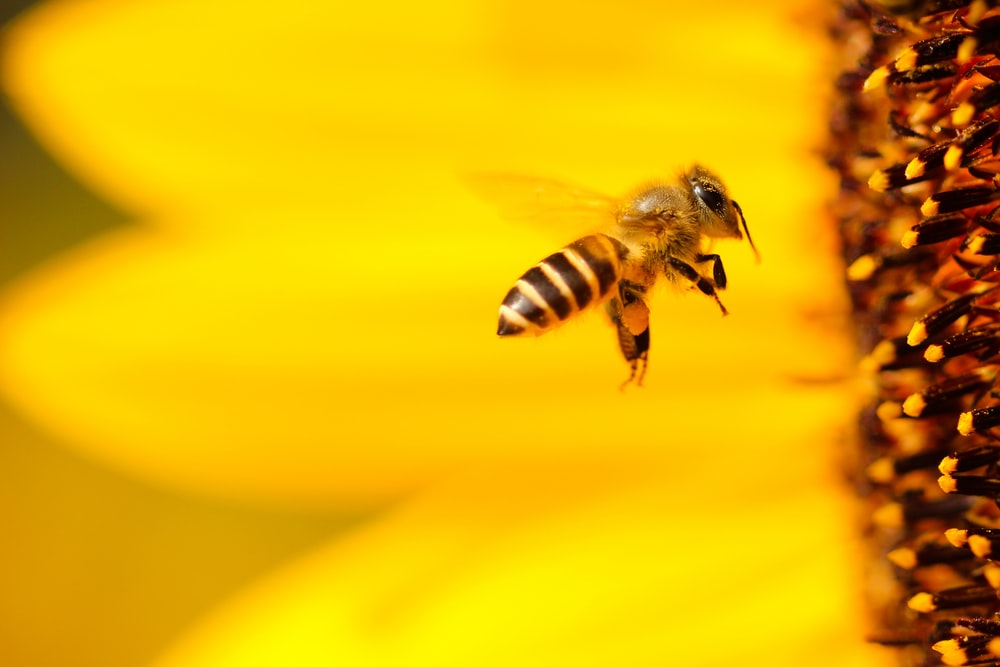 Μέλισσες με καλλιτεχνικές ανησυχίες: Κηρήθρα σε σχήμα καρδιάς