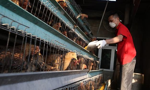 Κίνα: SOS και για την γρίπη των πουλερικών την ώρα που «θερίζει» ο κοροναϊός