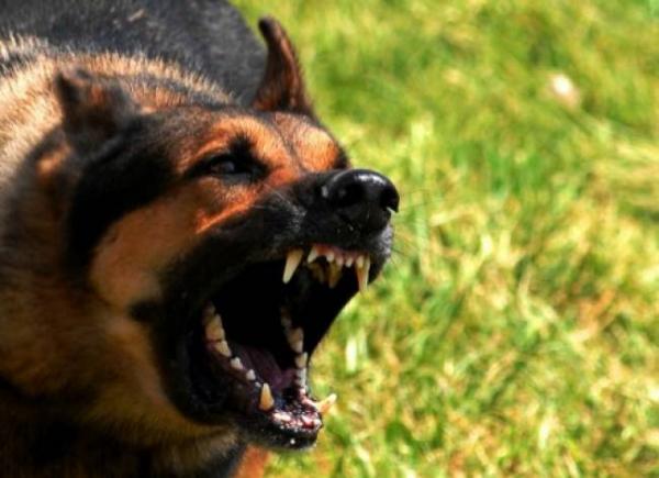 Κρήτη : Λυκόσκυλο επιτέθηκε σε 13χρονο αγόρι