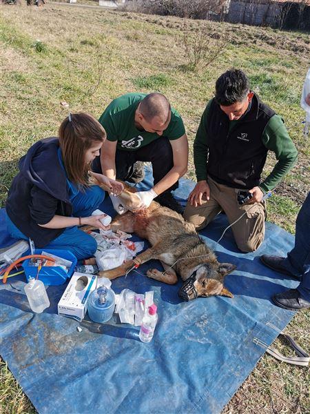 Λύκαινα καρφώθηκε σε κάγκελα – Επιχείρηση διάσωσης από τον Αρκτούρο