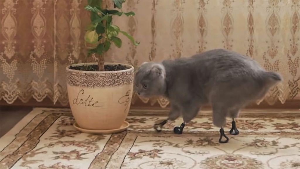 Τεχνολογικό θαύμα: Ακρωτηριασμένη γατούλα τρέχει ξανά!