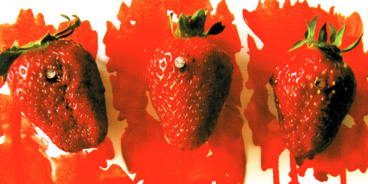 Οι ματωμένες φράουλες και οι Μανωλάδες της ελληνικής ντροπής