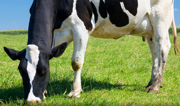 Ασβέστιο: Τόση είναι η απαραίτητη ημερήσια ποσότητα