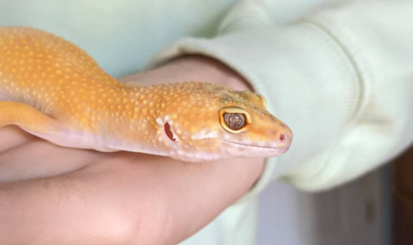 Αυτά τα ζώδια πρέπει να τα προσέχεις περισσότερο