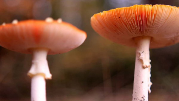 Η τροφή που πρέπει να πλένεις πριν τη φας