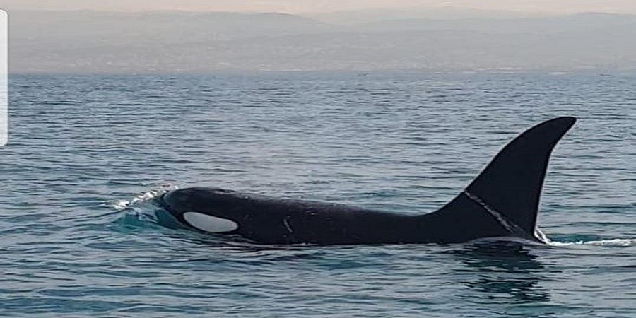 Φάλαινα όρκα εντοπίστηκε να κολυμπά στα ανοιχτά της Κύπρου