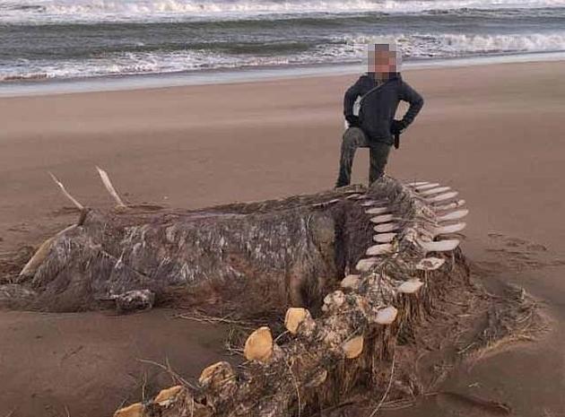 Τεράστιος σκελετός ξεβράστηκε σε παραλία στη Σκωτία – Είναι το τέρας του Λοχ Νες;