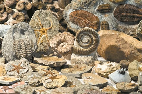 Πώς έγινε η εξαφάνιση των ειδών