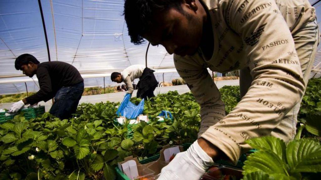 «ΟΑΕΔ… μεταναστών» : Το σχέδιο για αγροτικές δουλειές σε χιλιάδες αλλοδαπούς