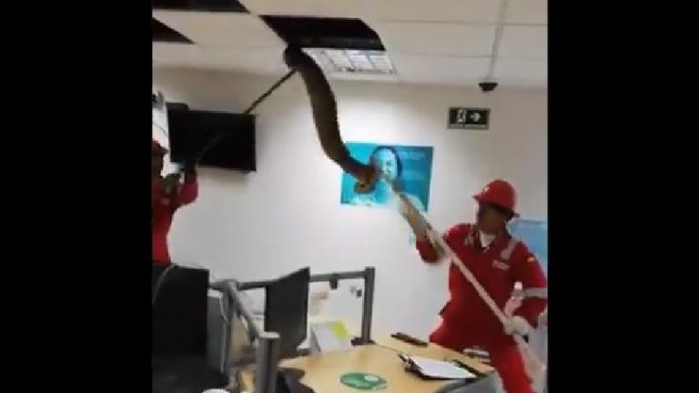 Τρόμος: Η στιγμή που βρίσκουν βόα σε ψευδοροφή πάνω από γραφεία εργαζομένων