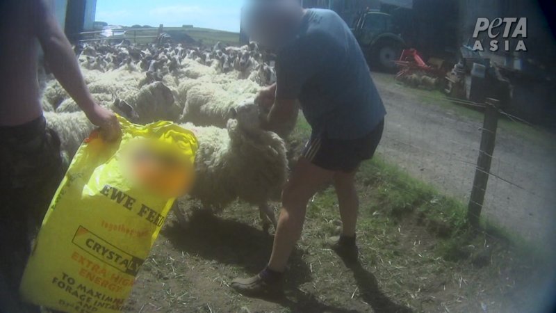 Απαράδεκτος βοσκός: Γρονθοκοπούσε τα πρόβατα στο κεφάλι – Θα πληρώσει πρόστιμο
