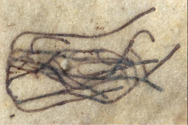 Φύκι ηλικίας ενός δισ. ετών είναι το αρχαιότερο απολιθώματα πράσινου φυτού