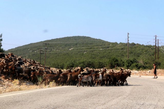 Eurostat : H Ελλάδα πρώτη στην ΕΕ στις κατσίκες