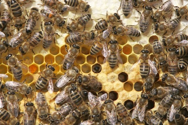 Ηλεία : Μελισσοκόμος παίζει με χιλιάδες μέλισσες και γίνεται viral