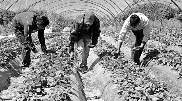 «ΟΑΕΔ μεταναστών» για αγρότες