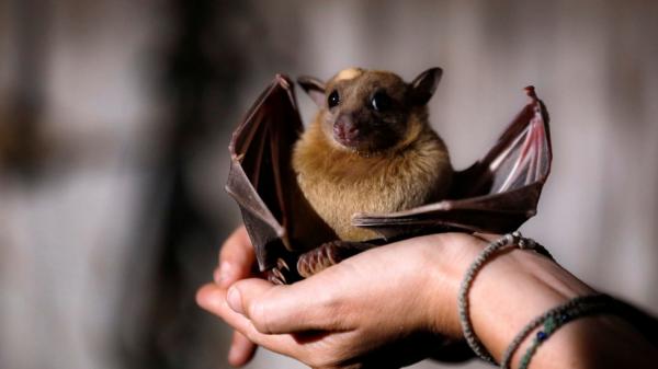 Ινδονησία : Ιδιαίτερα δημοφιλές το κρέας νυχτερίδας παρά τον κοροναϊό