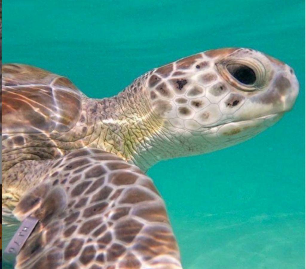 Βρέθηκαν απολιθώματα χελώνας – μαμούθ στη Νότια Αμερική