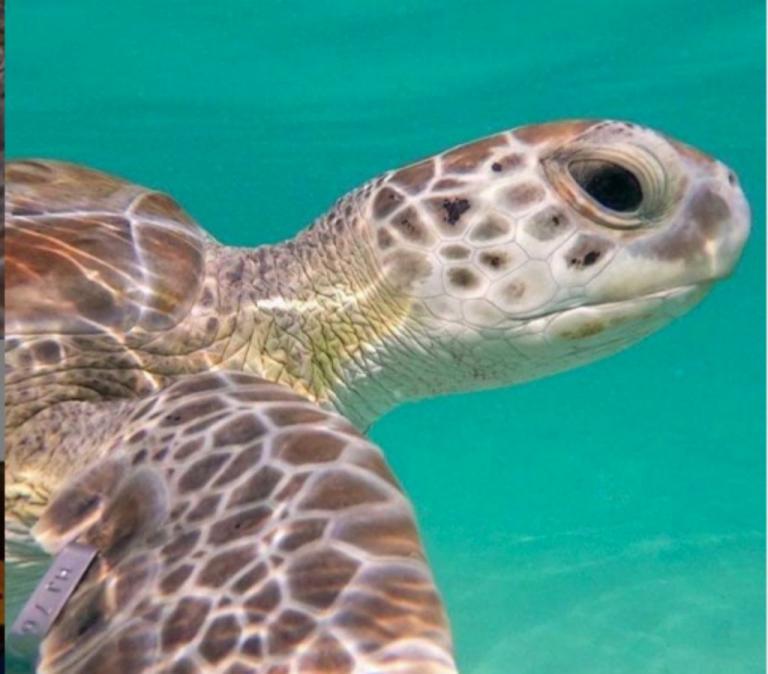 Βρέθηκαν απολιθώματα χελώνας – μαμούθ στη Νότια Αμερική