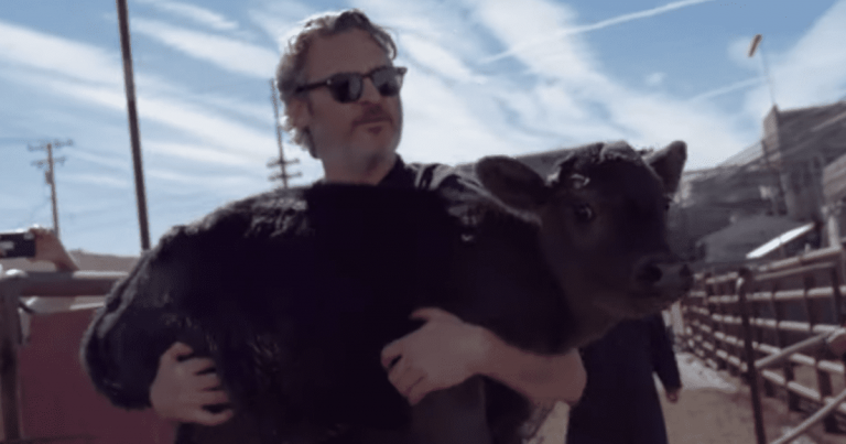 Χοακίν Φίνιξ : Η viral διάσωση αγελάδας και νεογέννητου μοσχαριού από σφαγείο