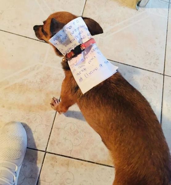 Ήταν σε καραντίνα κι έστειλε για ψώνια τον… σκύλο του