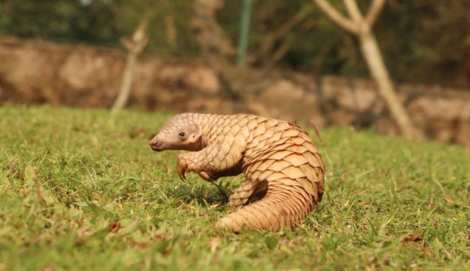 Κοροναϊός: Οι Κινέζοι «αθωώνουν» τον παγκολίνο – Τι δείχνει νέα έρευνα