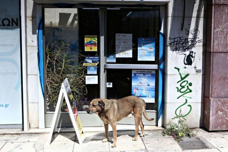 Απαγόρευση κυκλοφορίας : Διευκρινίσεις σχετικά με τη φροντίδα αδέσποτων