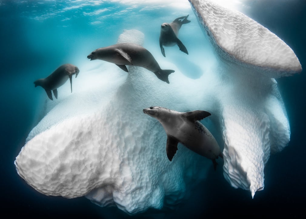 Εντυπωσιακά «κλικ» στις καλύτερες υποβρύχιες φωτογραφίες του 2020