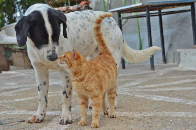 Κοροναϊός : Στην ιστοσελίδα της ΚΕΔΕ η βεβαίωση για τη φροντίδα αδέσποτων ζώων