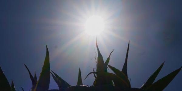 Ο καιρός… φοράει τα καλά του – Κούλουμα με άνοδο θερμοκρασίας