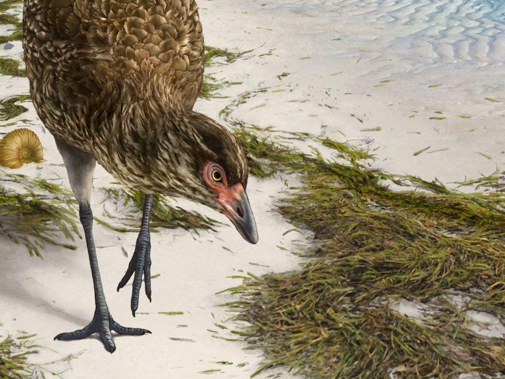 Αστεριόρνις : Το αρχαιότερο απολίθωμα σύγχρονου πουλιού ανακαλύφθηκε στο Βέλγιο