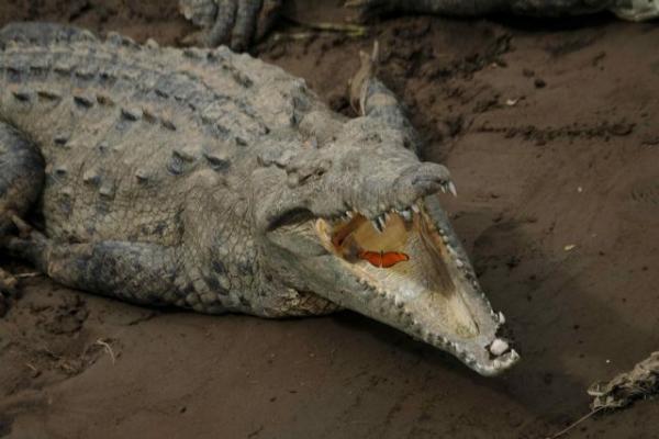 Κοροναϊός : Έσπασε την καραντίνα και τον έφαγε κροκόδειλος